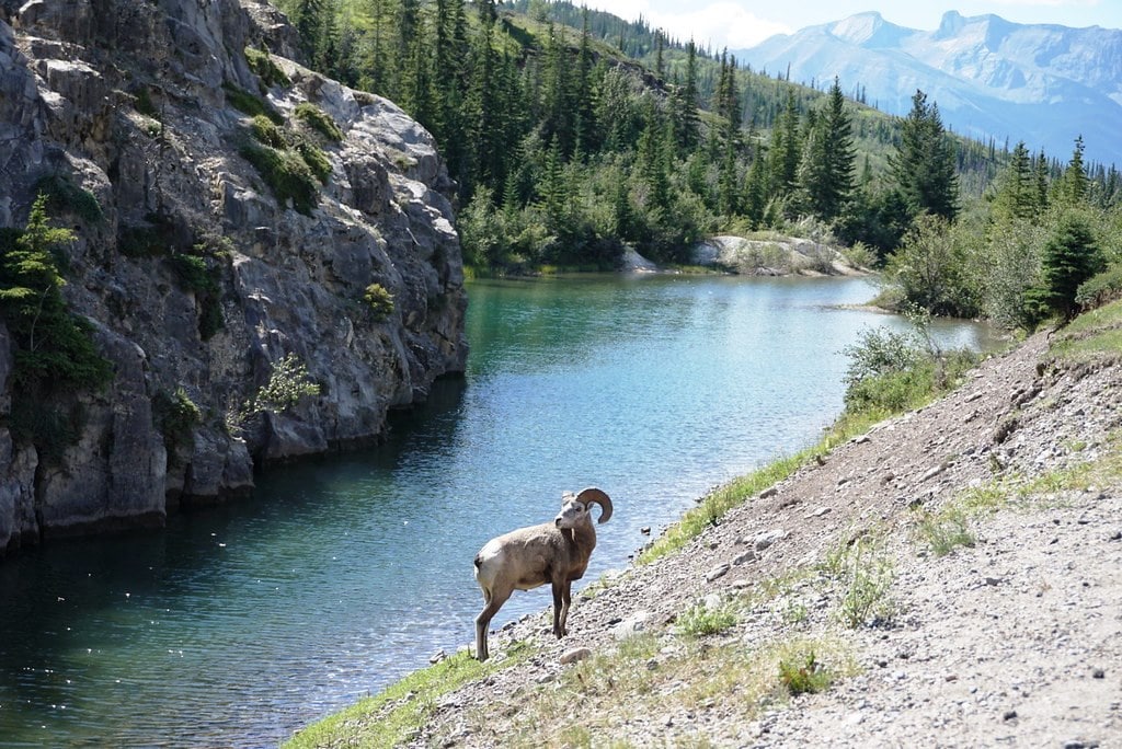 Wildlife, Canada