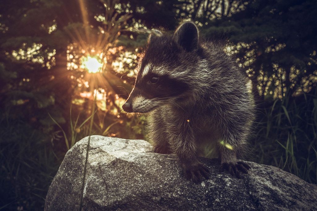 raccoon in the woods